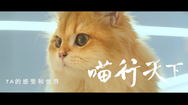喵行天下，與NI解鎖新體驗(yàn)